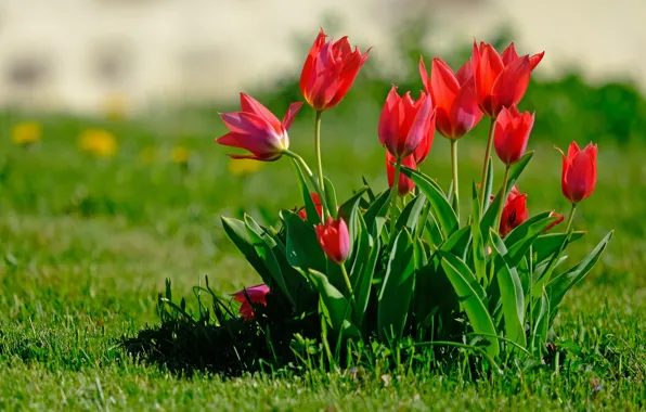 Картинка зелень, цветы, поляна, яркие, куст, весна, сад, тюльпаны, красные, бутоны, клумба, лужайка