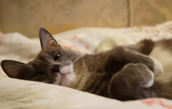 Картинка кошка, кот, взгляд, серый, постель, лежит, мордашка