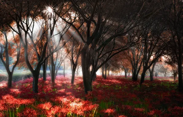 Картинка лес, солнце, деревья, цветы, ветки, туман, парк, поляна, утро, красные, много, Южная Корея, ликорис