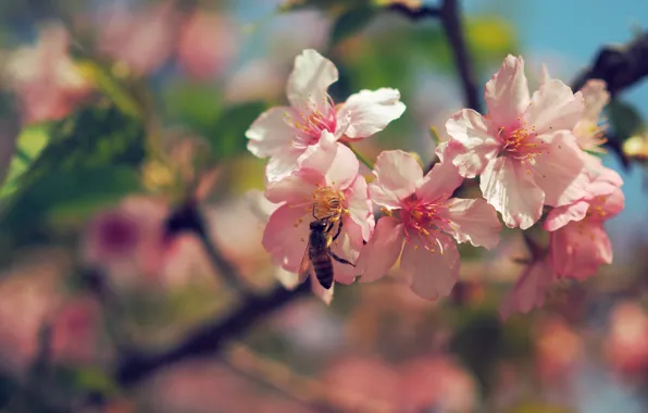 Картинка цветы, ветки, пчела, весна, сакура, розовые, цветение, боке