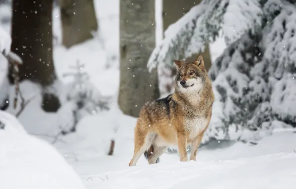Картинка зима, лес, снег, волк