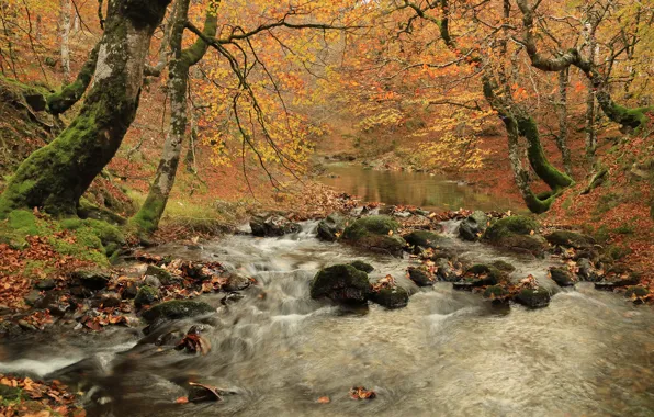 Картинка осень, лес, деревья, ветки, природа, туман, ручей, камни, речка