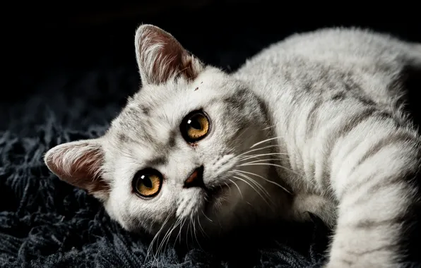 Картинка кошка, взгляд, поза, котенок, серый, портрет, ворс, мордочка, лежит, коврик, черный фон, котёнок, полосатый, британский, …