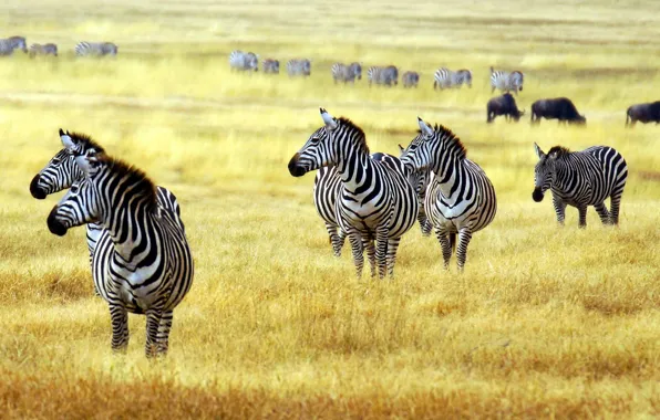 Картинка animals, savanna, zebras