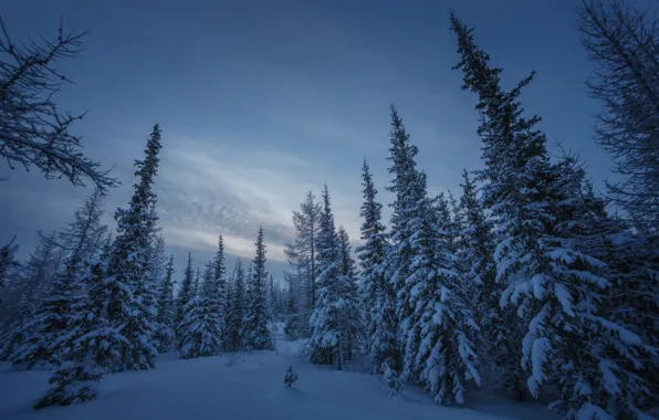 Картинка зима, лес, снег, ели, Россия, Ямал