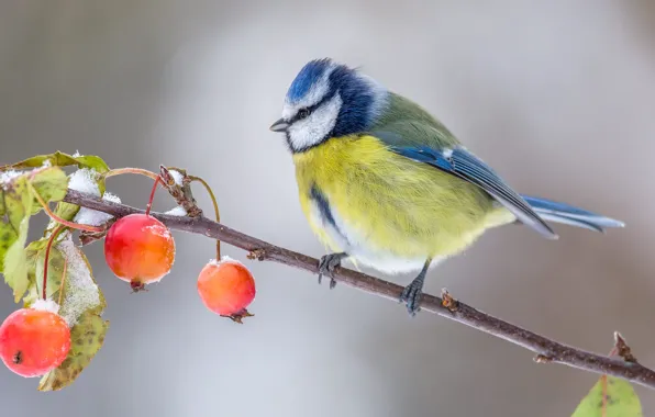 Картинка осень, фон, птица, ветка, плоды, синица, яблочки