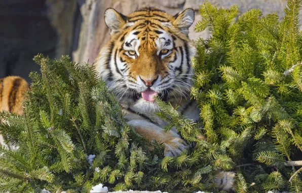 Картинка язык, тигр, хвоя