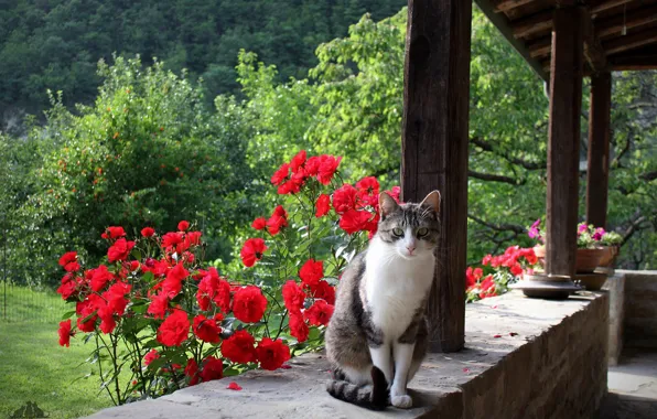 Картинка кот, взгляд, цветы