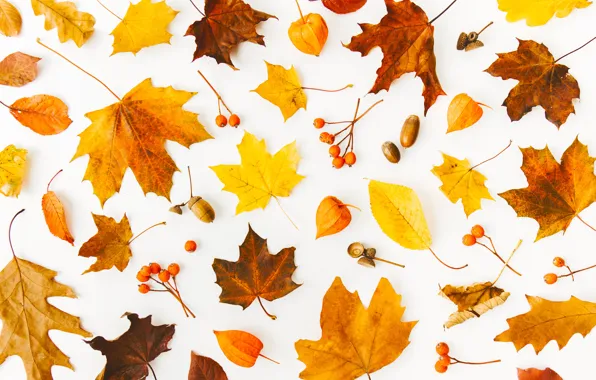 Картинка осень, листья, фон, colorful, background, autumn, leaves, осенние, maple