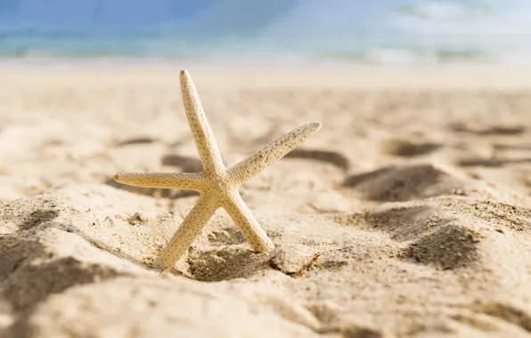 Картинка песок, море, пляж, звезда, summer, beach, sea, морская, sand, starfish