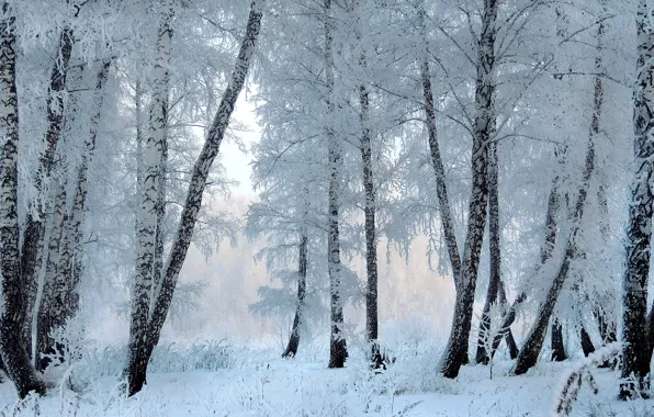 Картинка зима, иней, лес, снег, деревья, ветки, стволы