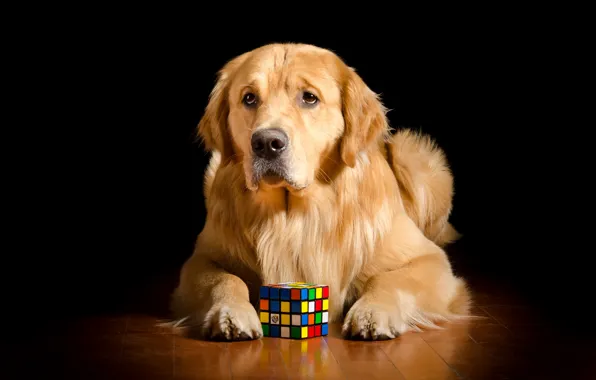 Картинка друг, собака, кубик рубик