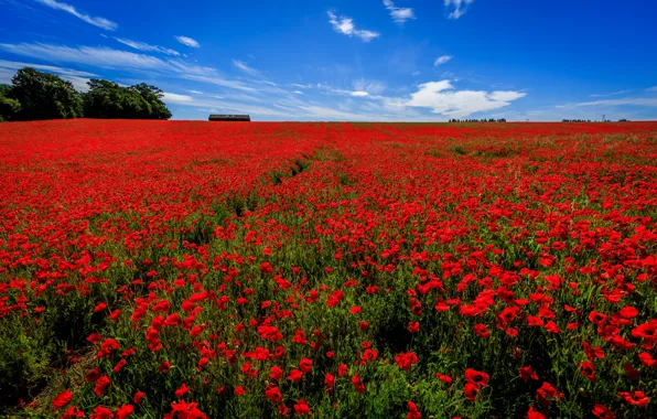 Картинка поле, небо, цветы, Англия, маки