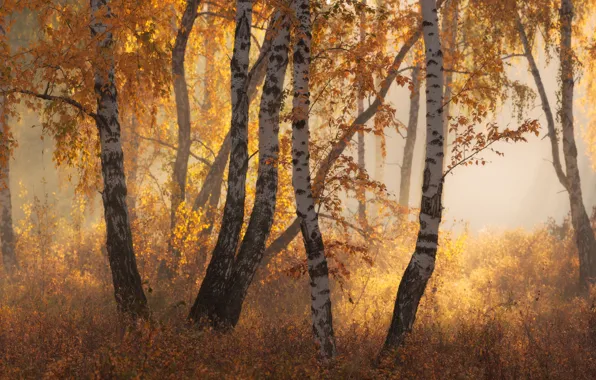 Картинка осень, лес, листья, свет, деревья, ветки, природа, туман, стволы, растительность, листва, желтые, дымка, березы, берёзы, …