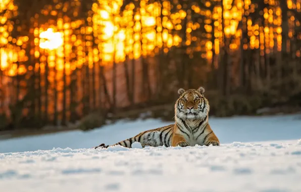 Картинка зима, лес, кошка, солнце, свет, снег, деревья, закат, природа, тигр, блики, стволы, лежит, дикая, боке