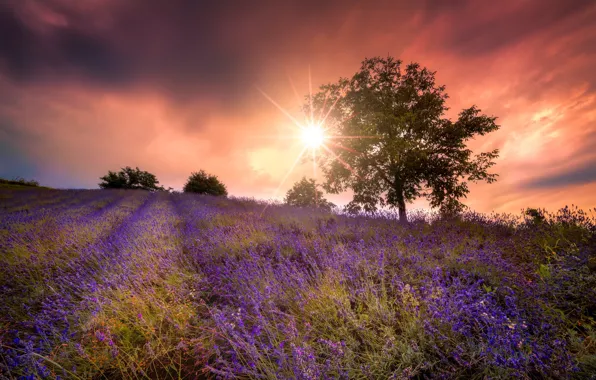 Картинка поле, лето, закат, цветы