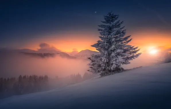 Картинка закат, ель, вечер, Австрия, Seetaler Alpen