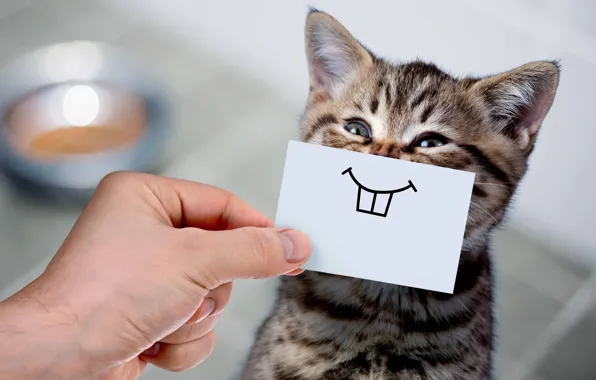 Картинка кошка, улыбка, котенок, рука, юмор, зубы, малыш, мордашка, прикол, забавно, бумажка