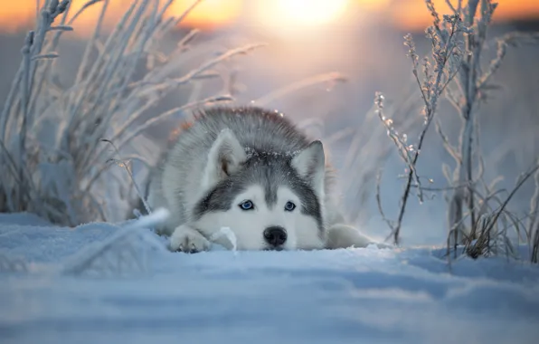 Картинка зима, морда, снег, собака, Хаски, Светлана Писарева