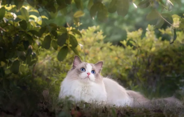 Картинка кошка, трава, листья, ветки, природа, котенок, лежит, голубые глаза, кусты, рэгдолл
