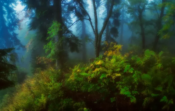 Картинка лес, лето, туман