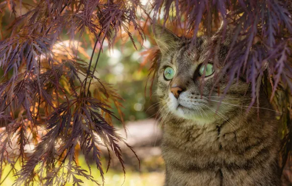 Картинка кошка, кот, взгляд, морда, листья, ветки, поза, серый, сад, полосатый, зеленые глаза, боке, табби