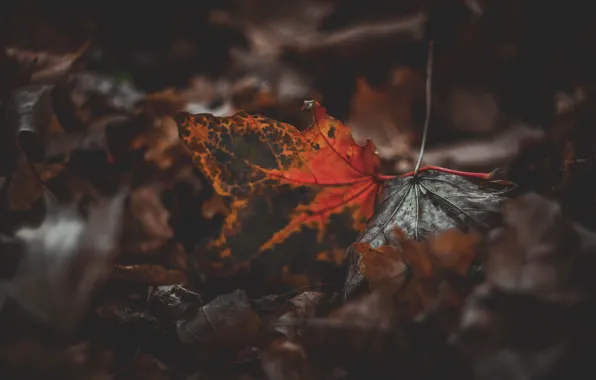 Картинка осень, листья, лист