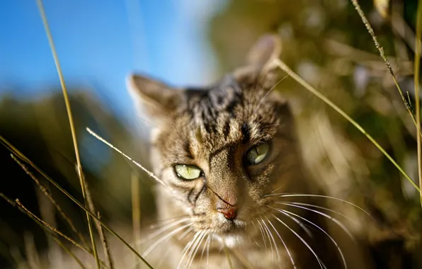 Картинка кошка, трава, глаза, кот, взгляд, морда, свет, природа, серый, фон, стебли, портрет, зеленые, прогулка, полосатый, …