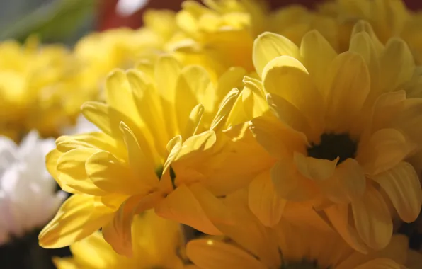 Картинка лето, солнце, хризантемы, желтые цветы, желтые хризантемы
