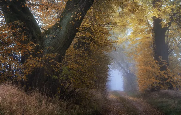 Картинка дорога, осень, дерево