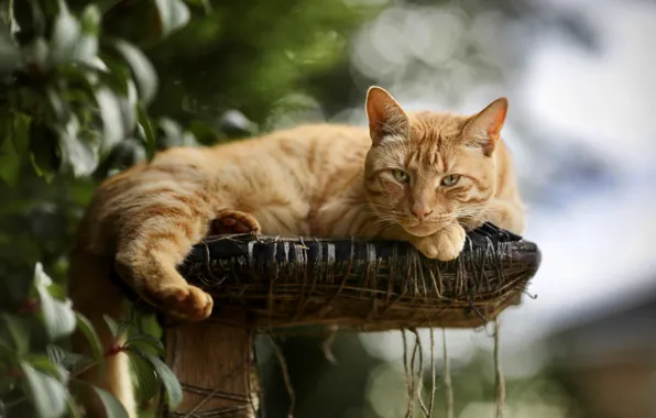 Картинка кошка, кот, взгляд, листва, рыжий, лежит, боке