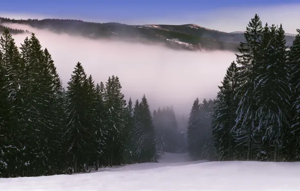 Картинка зима, лес, горы