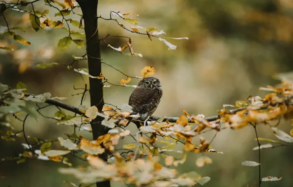 Картинка осень, дерево, сова
