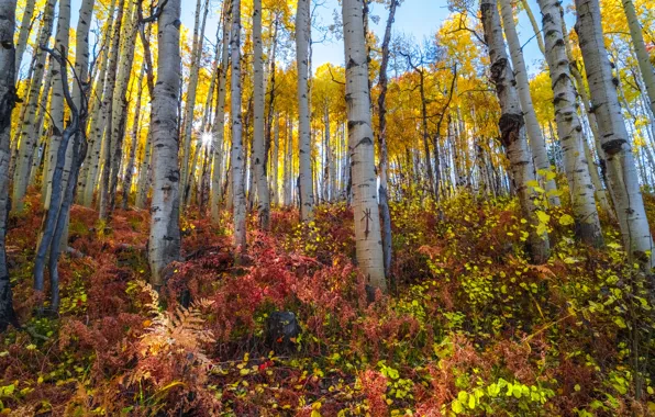 Картинка осень, лес, деревья, листва, краски осени