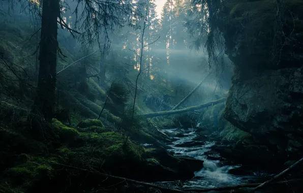 Картинка лес, лучи, свет, деревья, ветки, туман, ручей, камни, скалы, заросли, стволы, мох, утро, склон, дымка, …