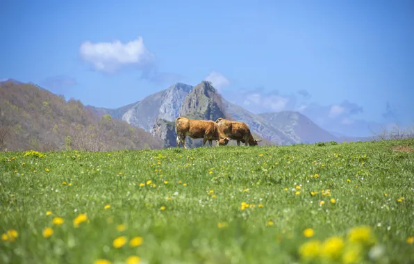 Картинка поле, небо, горы, синева, весна, коровы, склон, пастбище, луг, пара, одуванчики, быки, пасутся