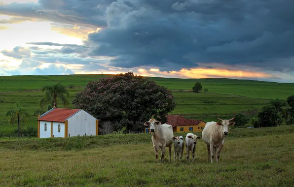 Картинка поле, небо, облака, тучи, холмы, куст, весна, коровы, деревня, пастбище, домики, телята