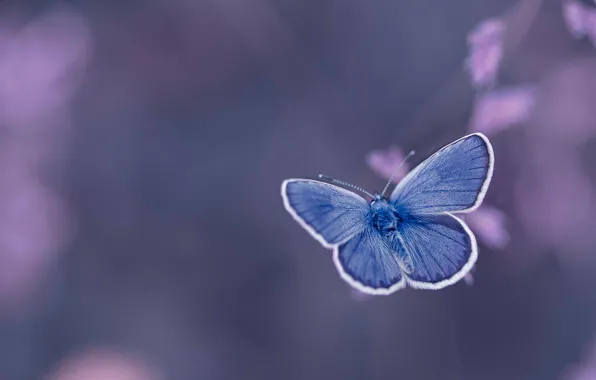 Картинка фон, бабочка, Голубянка Икар