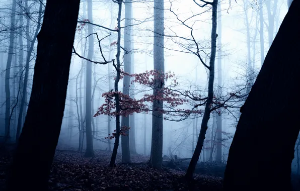 Картинка осень, лес, деревья, природа, туман