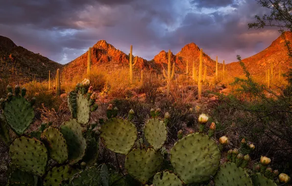 Картинка пейзаж, закат, горы, природа, Аризона, кактусы, США, Tucson Mountain Park