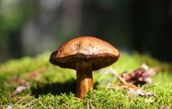 Картинка лес, фон, гриб
