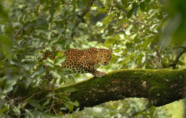 Картинка Леопард, Деревья, Листья, Leopard, Trees, Leaves, Wildlife, Дикая Природа