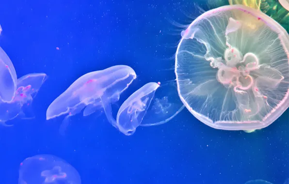 Картинка вода, медузы, морские жители