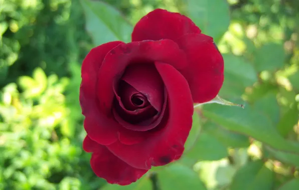 Картинка цветок, фон, роза, красная, Meduzanol ©