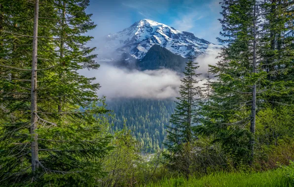 Картинка лес, деревья, гора, Mount Rainier National Park, Национальный парк Маунт-Рейнир, Mount Rainier, Каскадные горы, Washington …