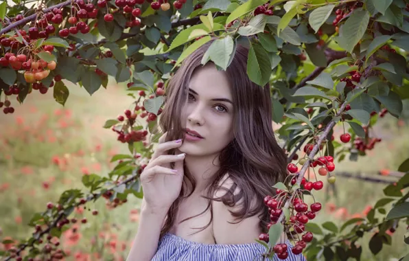 Картинка лето, взгляд, девушка, ветки, вишня, поза, ягоды, Emil Topalov