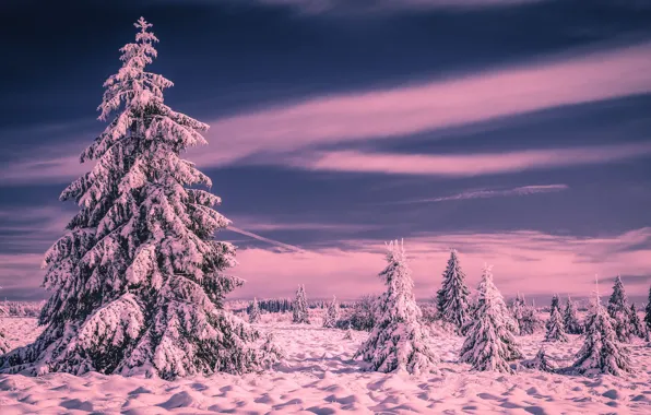 Картинка зима, лес, небо, снег, деревья, елки, мороз