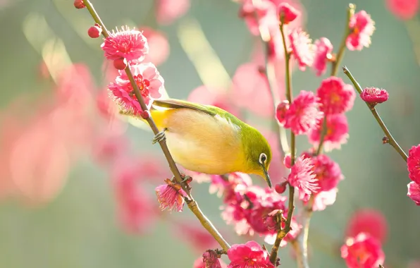 Картинка цветы, ветки, природа, поза, зеленый, фон, птица, весна, розовые, птичка, цветение, маленькая, японская, яркая, весеннее, …
