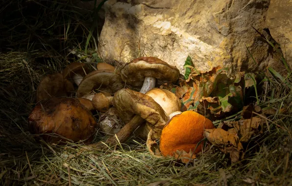 Картинка осень, трава, листья, камень, грибы, шляпки, разные, обабки, находка грибника
