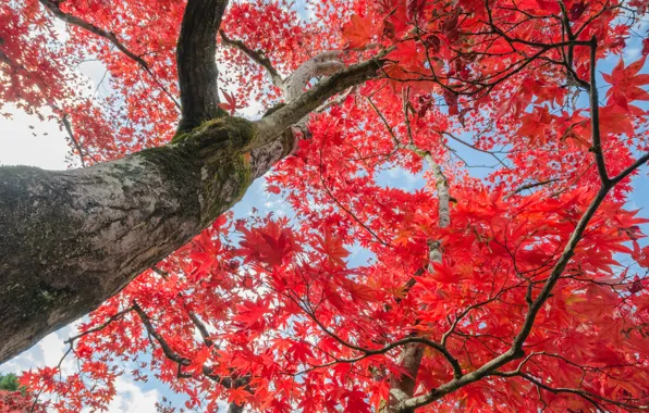 Картинка осень, небо, листья, деревья, red, autumn, leaves, tree, осенние